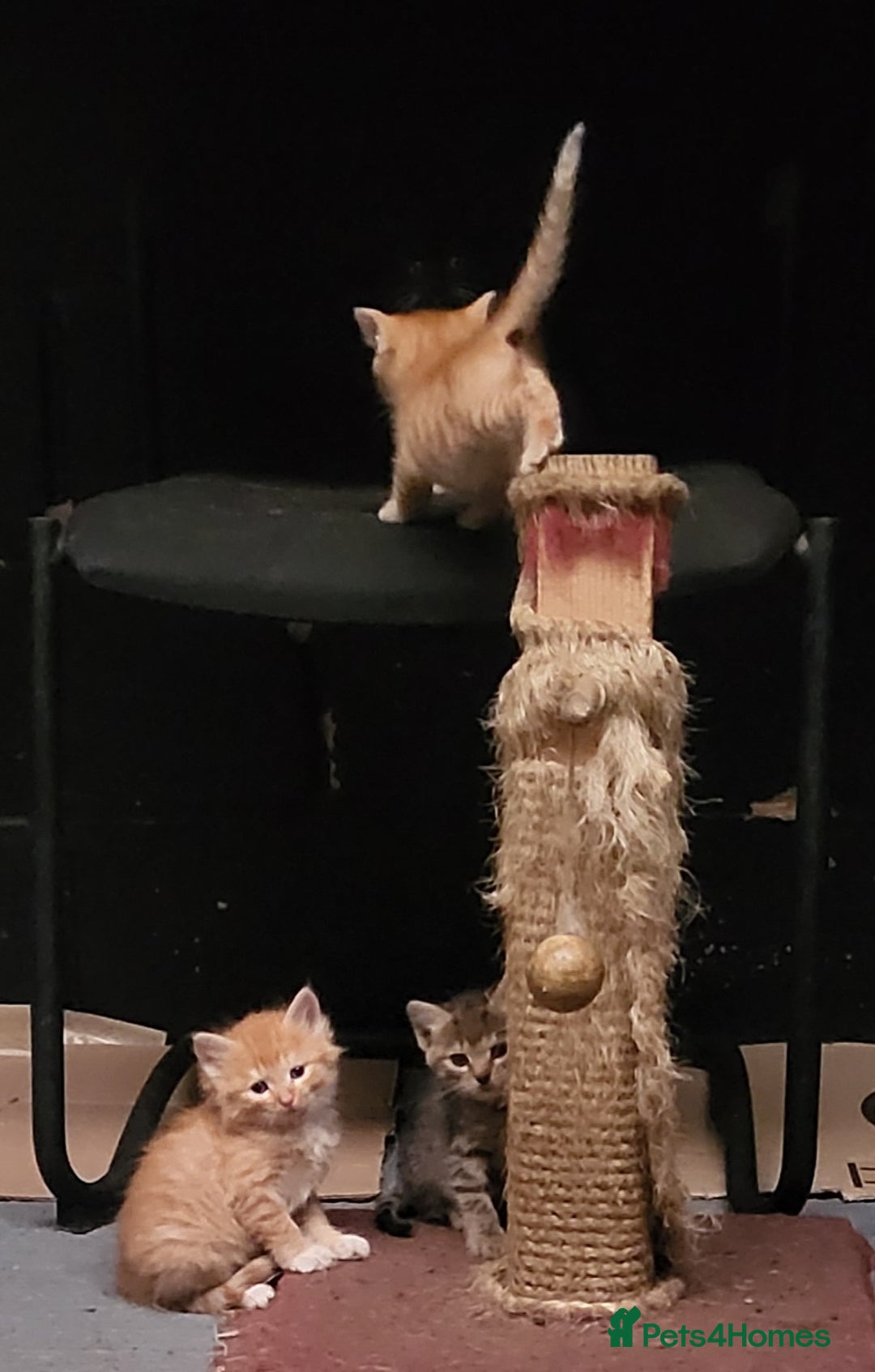 Mixed Breed cats for sale: Beautiful farm kittens  - Image 9