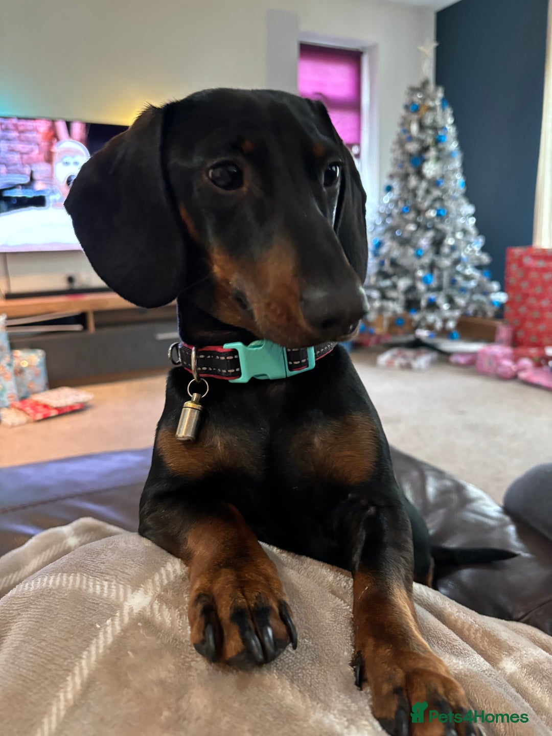 Dachshund dogs for sale: Dachshund Black and Tan male - Slinky - Advert 13