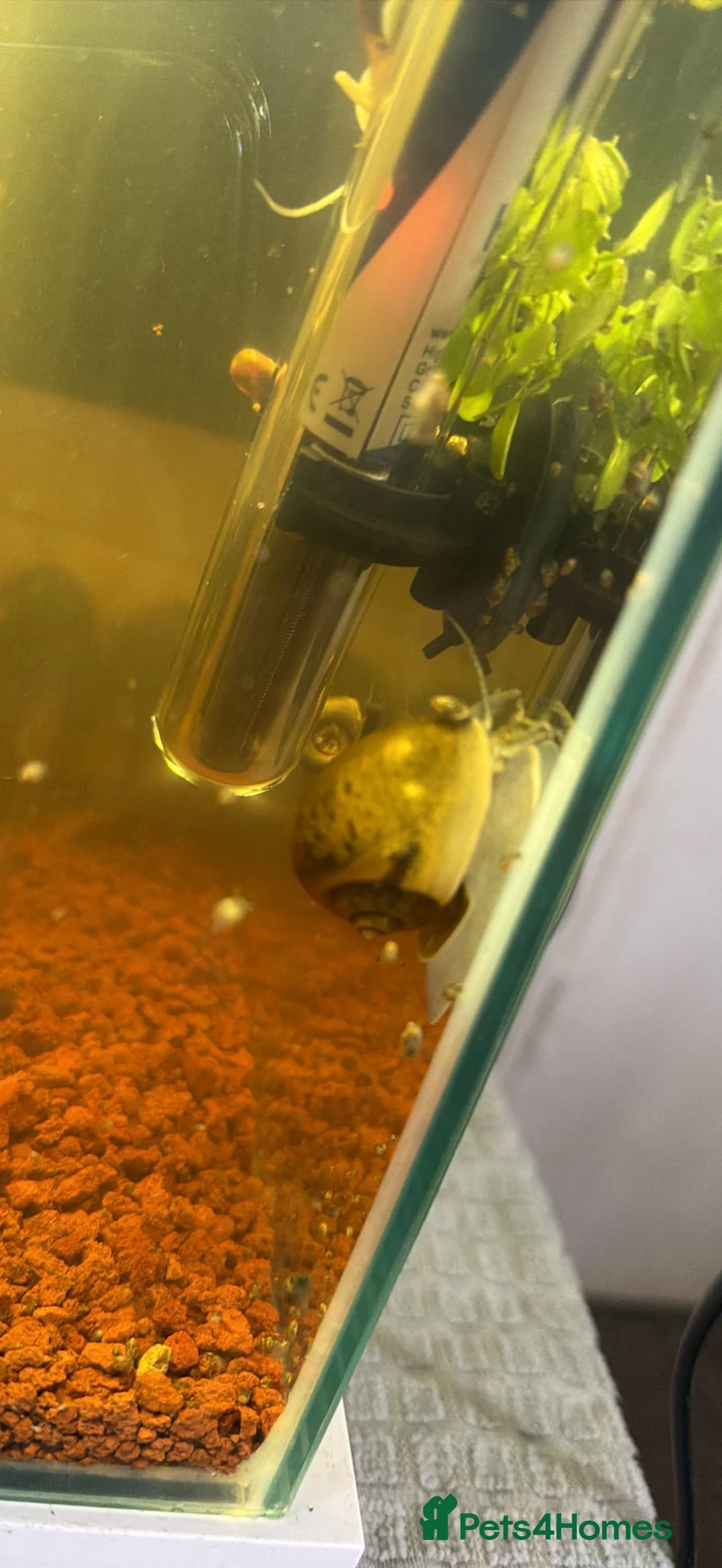 Snails fish for sale: Mystery snails for sale in Sheffield - Advert 1