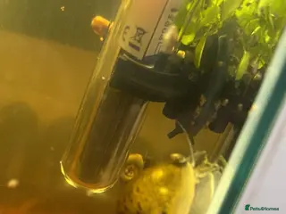 Snails fish Mystery snails for sale - Advert 1