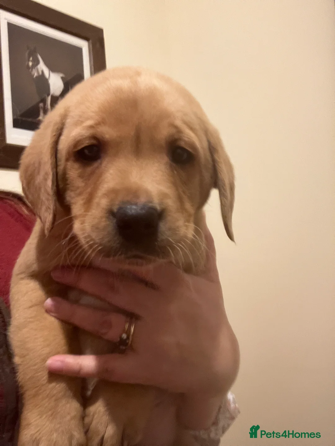 Labrador Retriever dogs for sale: Kc Fox red Labradors - Advert 4