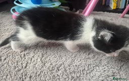 Mixed Breed cats for sale: 4 black and white kittens - Image 19