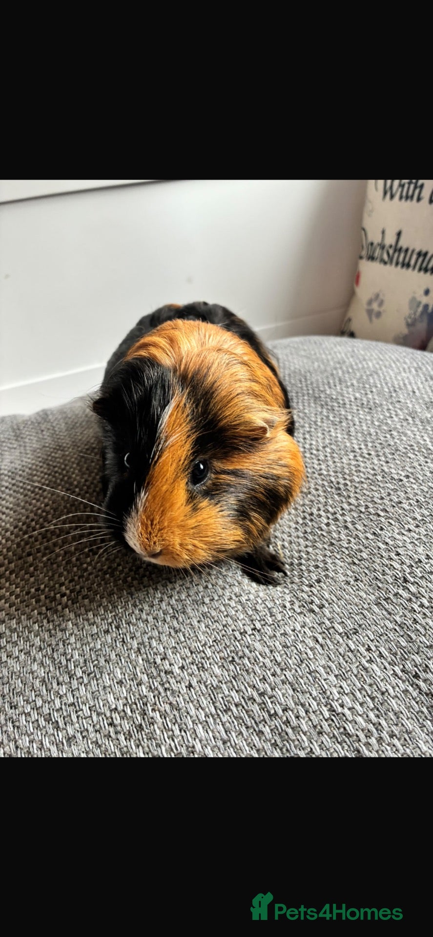 Guinea Pig rodents Three female Guinea Pigs For Sale £25 each - Advert 4