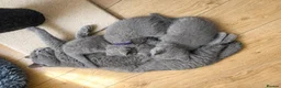 British Shorthair cats for sale: *Ready to leave in 1 week* Blue BSH GCCF Kittens  - Advert 11