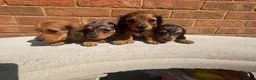 Miniature Dachshund dogs for sale: Champion bloodline miniature long haired dachshund - Advert 15
