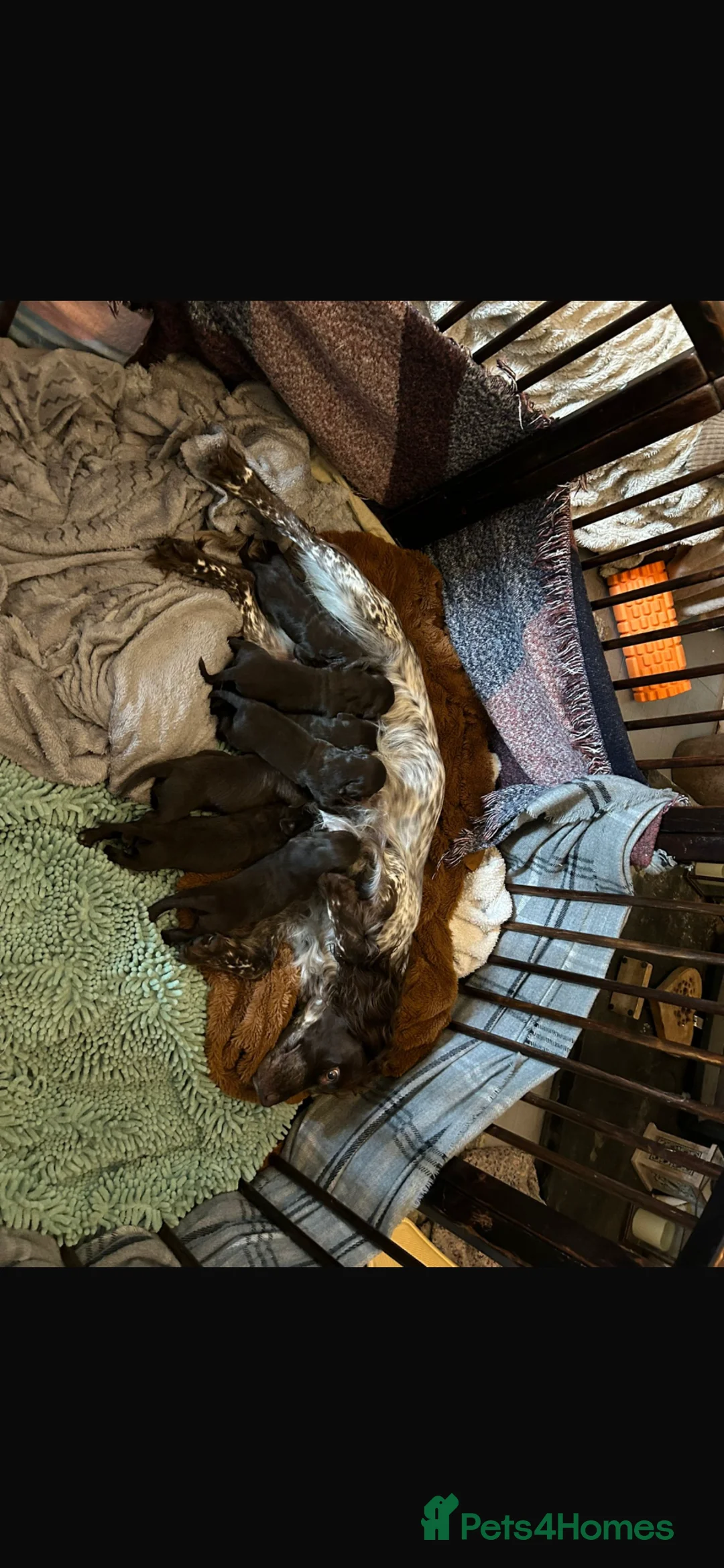 Springador dogs for sale: Beautiful Lab x springer spaniel puppies  - Advert 1