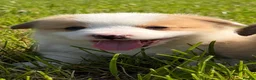 Welsh Corgi Pembroke dogs for sale: KC Pembrokeshire Corgi Puppies with Champion Lines - Advert 29