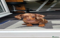 Dachshund dogs for sale: Kc Standard Dachshunds  - Image 6
