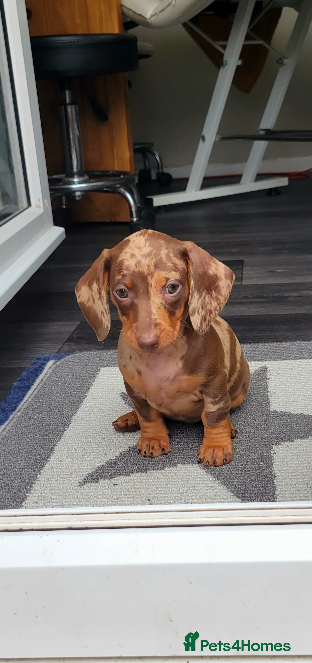 Dachshund dogs for sale: Kc Standard Dachshunds  - Image 6