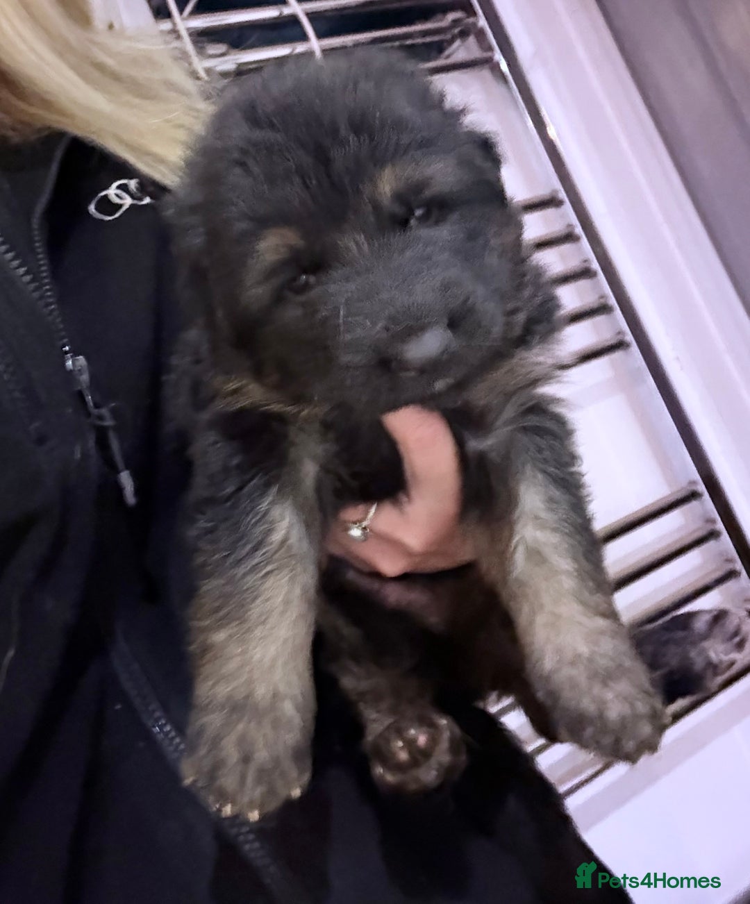 German Shepherd dogs for sale: KC GSD long coat.  Fantastic bloodlines.  - Advert 22