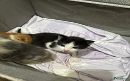 Mixed Breed cats for sale: Litter Of 3 Gorgeous Kittens For Sale please read  - Image 7