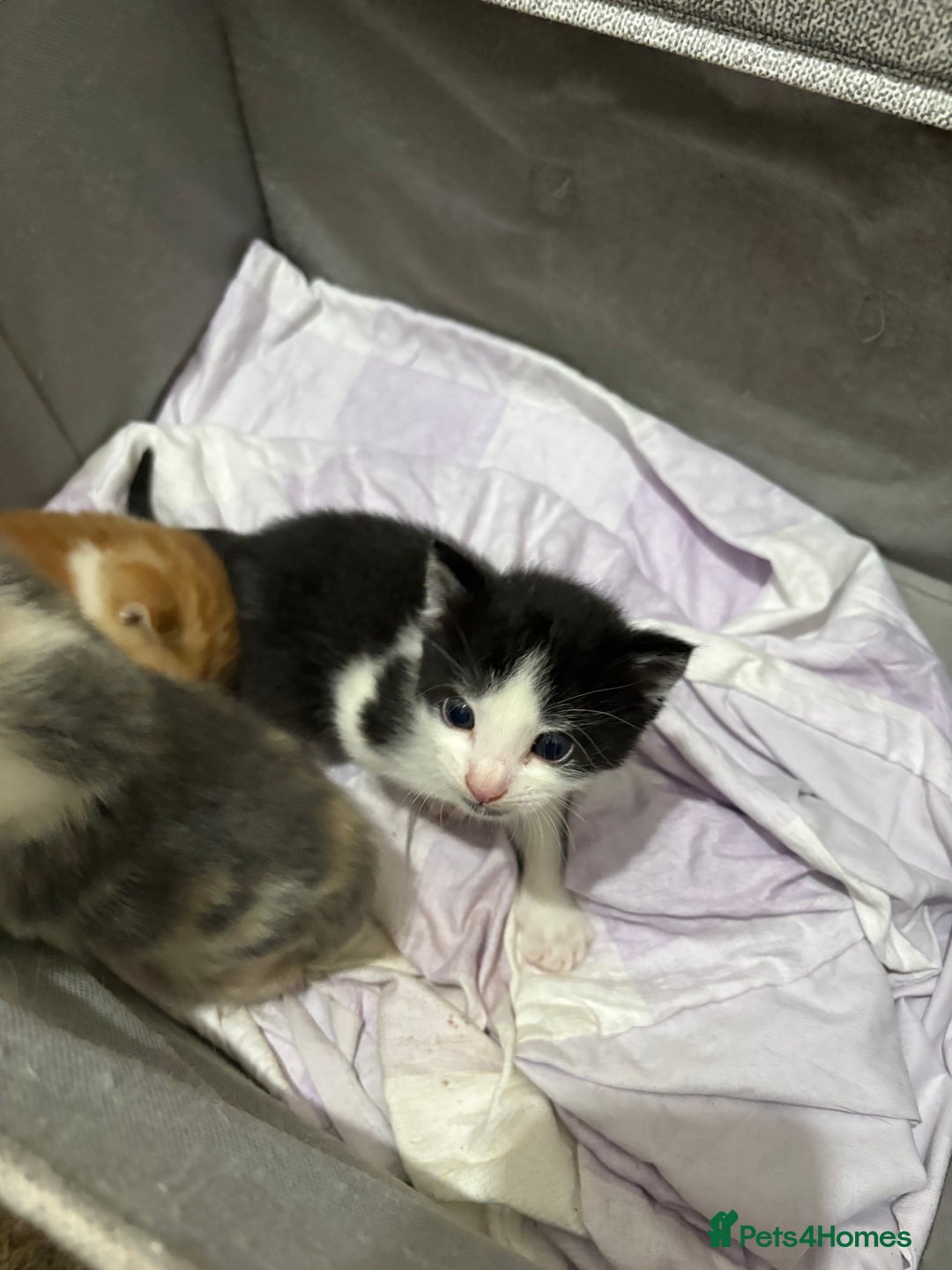 Mixed Breed cats for sale: Litter Of 3 Gorgeous Kittens For Sale please read  - Image 7