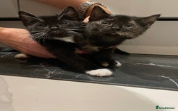 Mixed Breed cats for sale: 2 beautiful girl kittens - Image 1