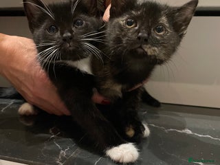 Mixed Breed cats - Advert 31