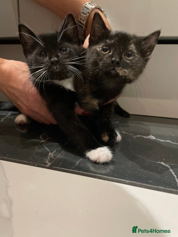 Mixed Breed cats - Advert 1