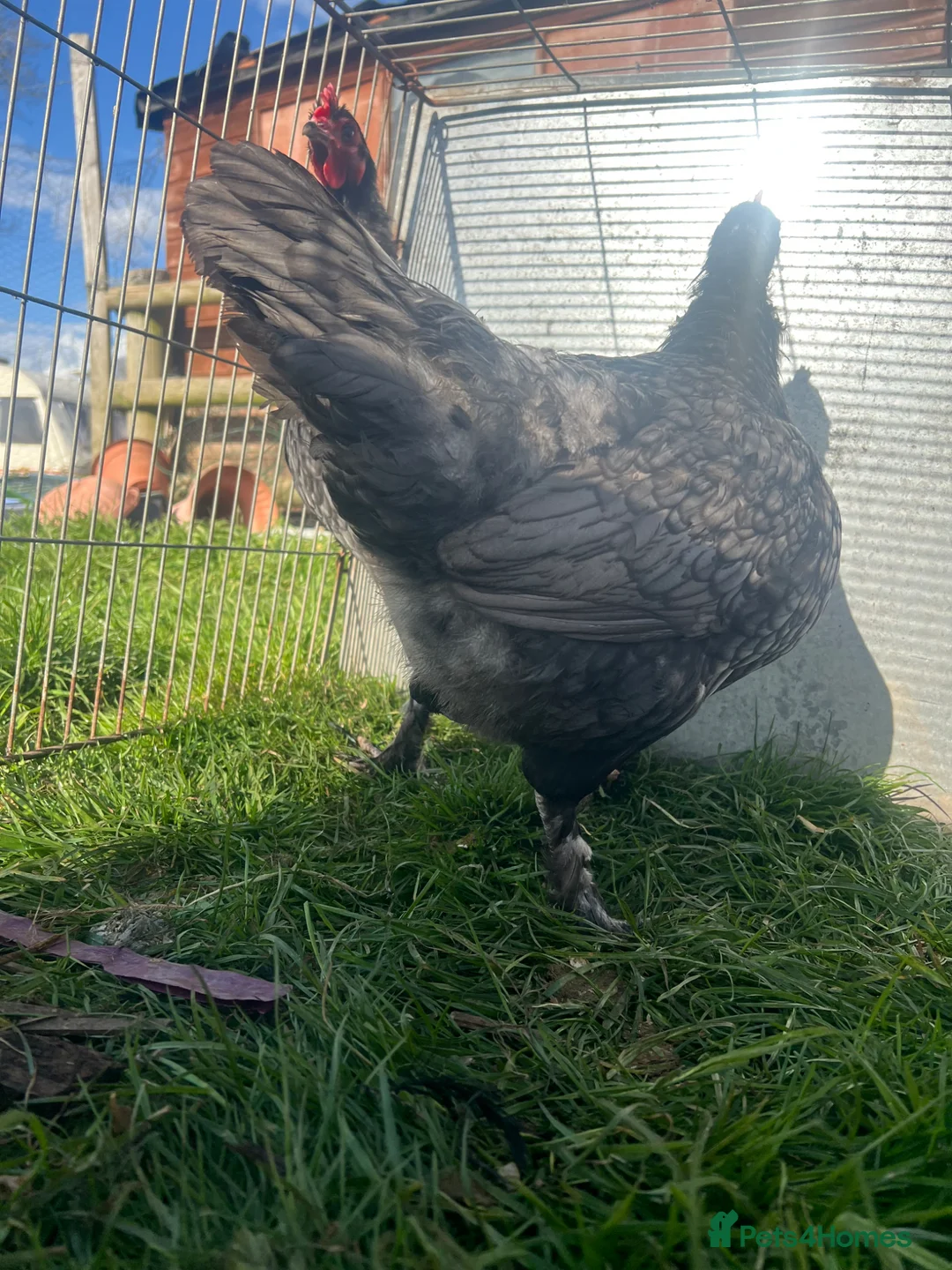 Chickens poultry for sale: Rare modern langshan  - Advert 3