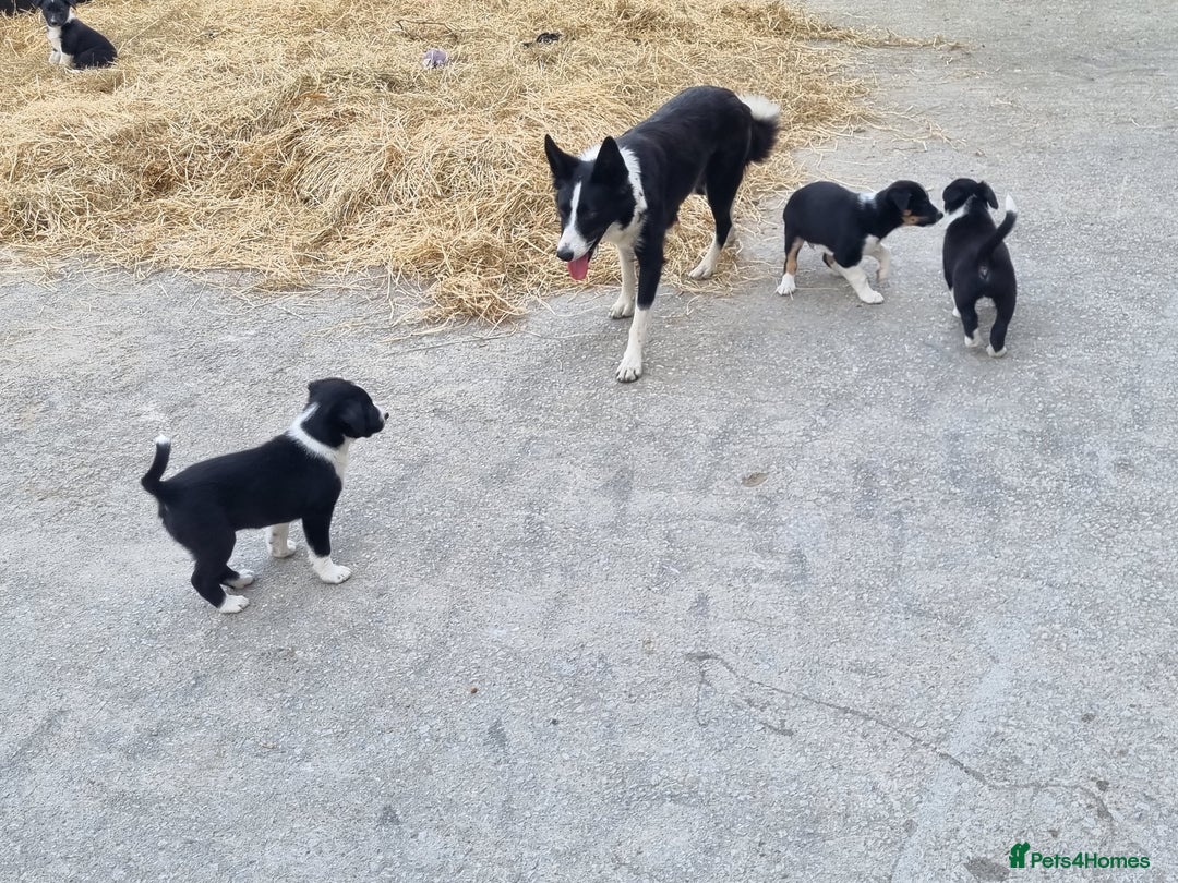 Border Collie dogs for sale: Farm Reared Border Collie Pups - Image 3