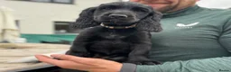 Cocker Spaniel dogs for sale: Black Cocker Spaniel Puppies - Advert 3