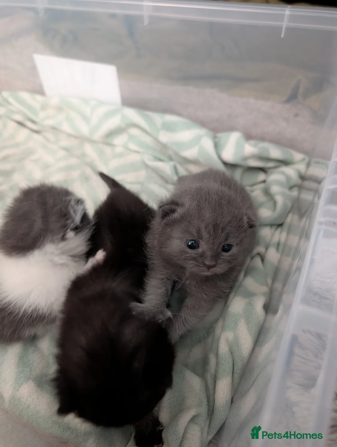 Ragdoll cats for sale: Ragdoll cross BSH  - Advert 2