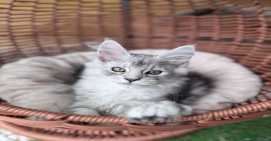 Maine Coon cats - Advert 3