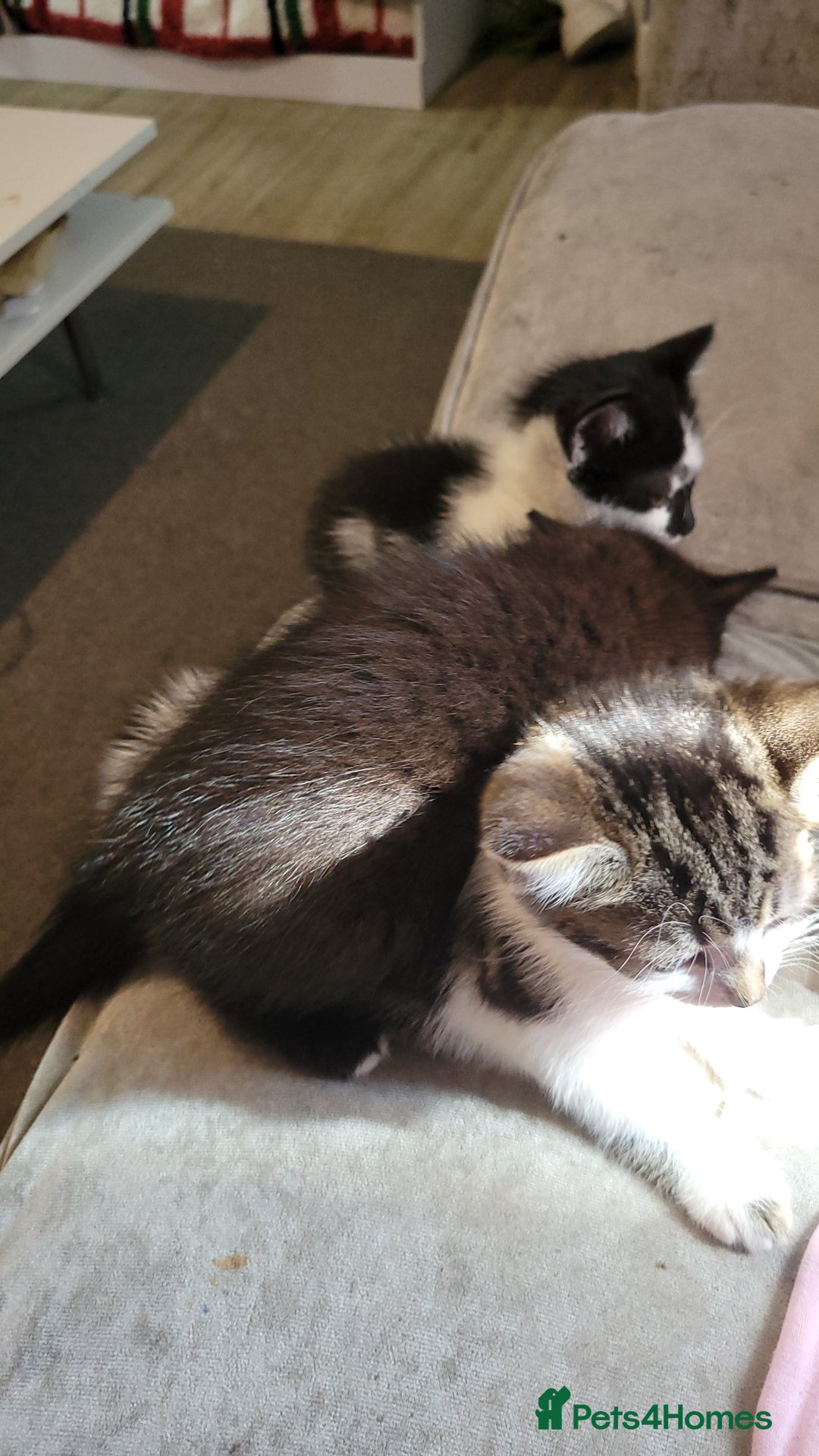 Domestic Shorthair cats for sale: 3 playful kittens - Image 4