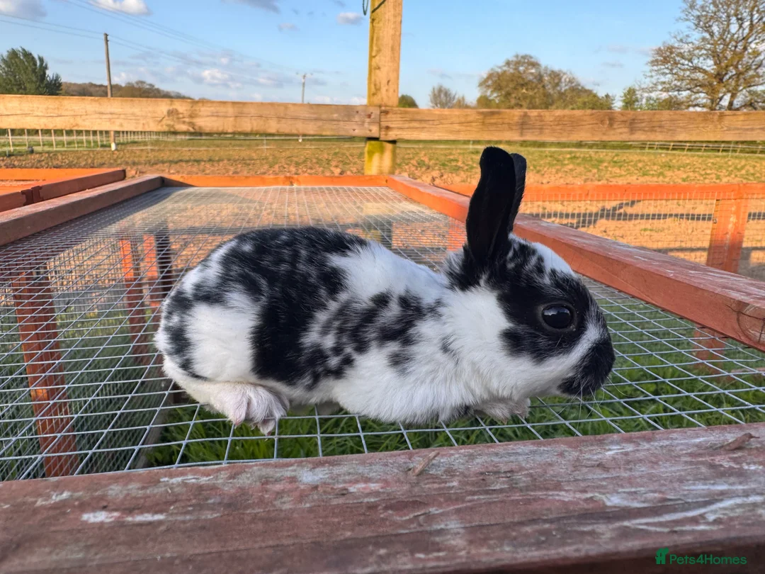 Rex rabbits for sale: Pedigree Mini Rex girls !!  - Advert 1
