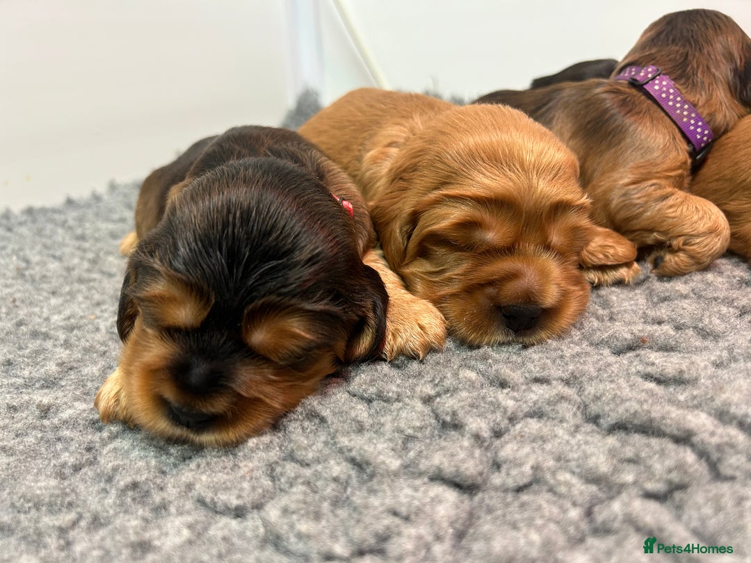 Cockalier dogs for sale: Adorable cockalier puppies 💙🩵💜❤️🩷 - Advert 6