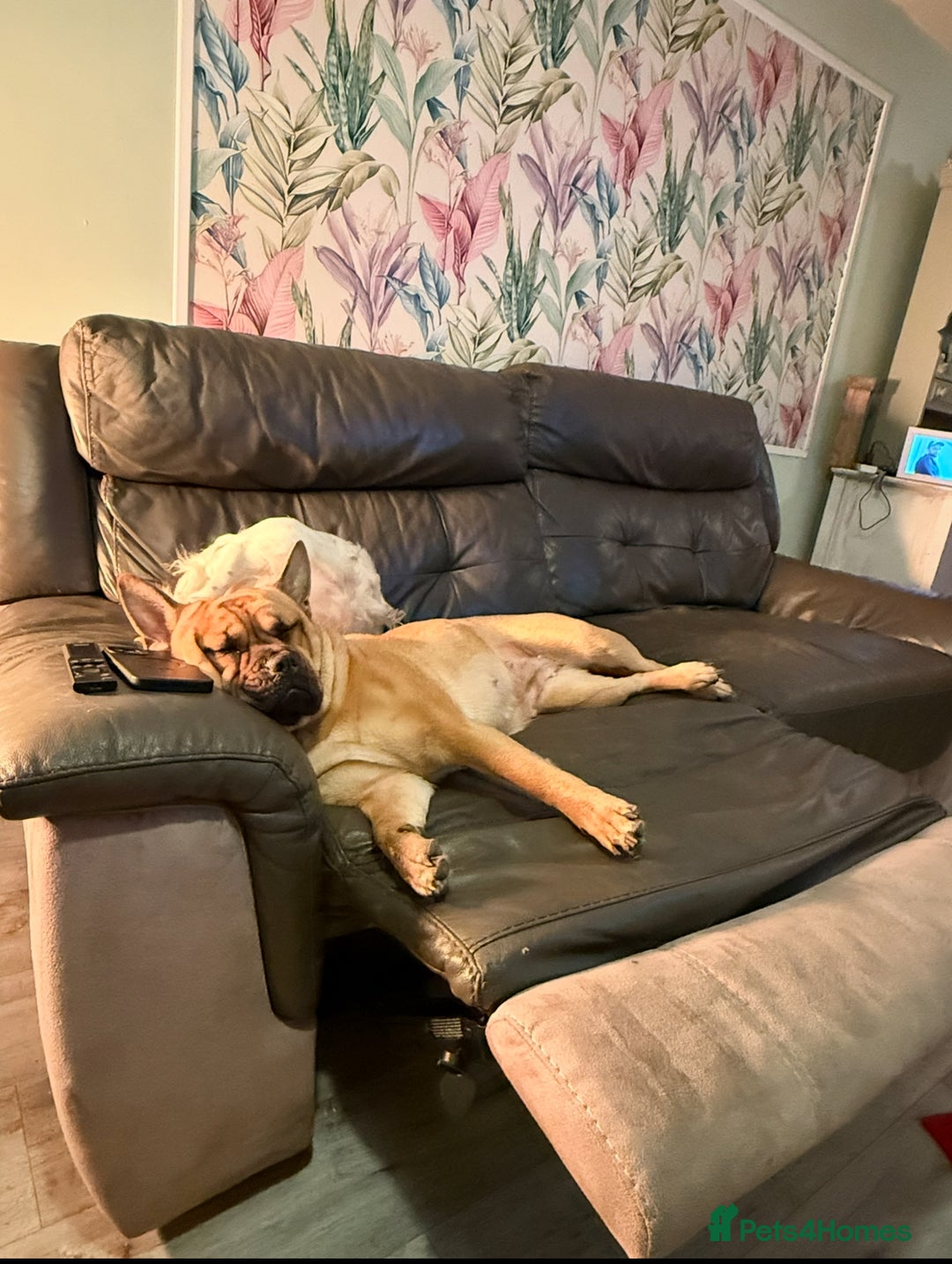 Mixed Breed dogs for sale: 2 year old chow chow x frenchie - Image 4