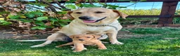 Labrador Retriever dogs for sale: 5 Gorgeous Labrador Puppies  - Advert 7