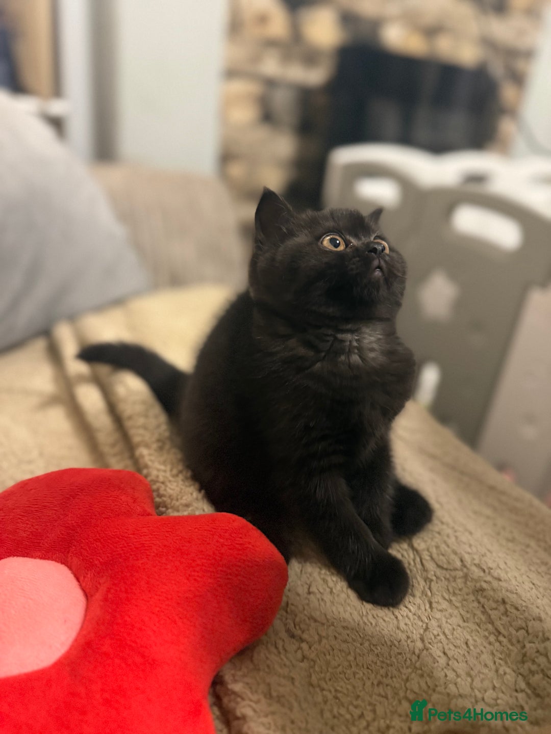 British Shorthair cats for sale: Beautiful British shorthair champion bloodlines - Image 12