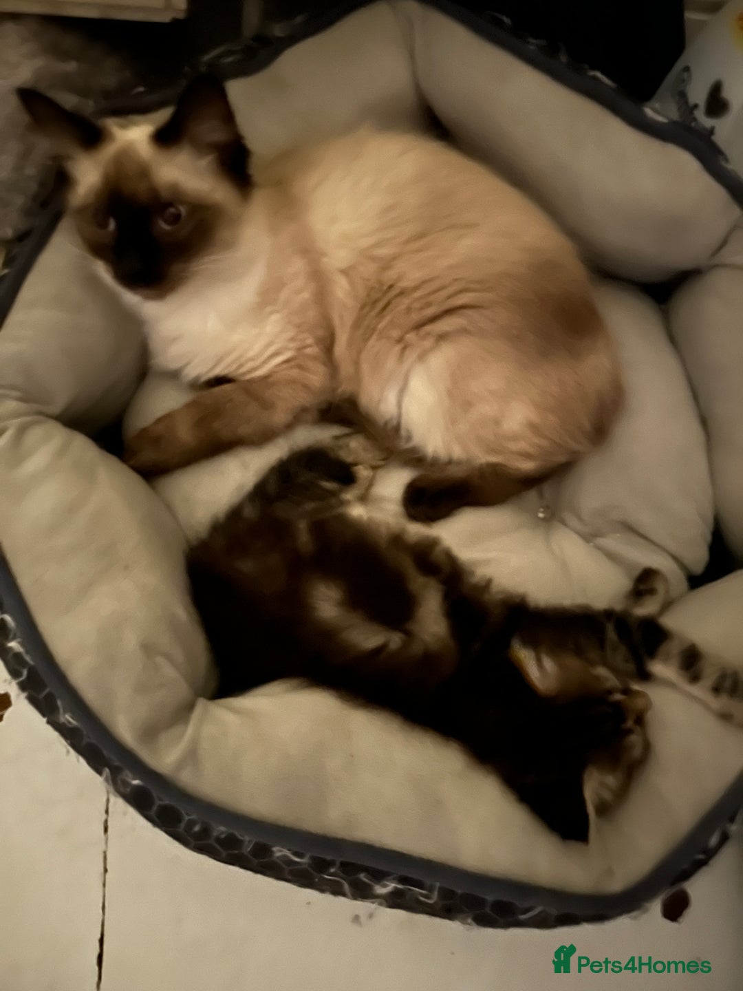 Mixed Breed cats for sale: 3 Half Ragdoll kittens; 2 boys and 1 girl - Advert 23