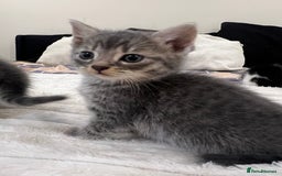 Mixed Breed cats for sale: Six adorable mixed silver striped bengal kittens  - Image 1