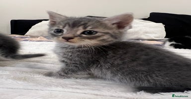 Mixed Breed cats - Advert 6