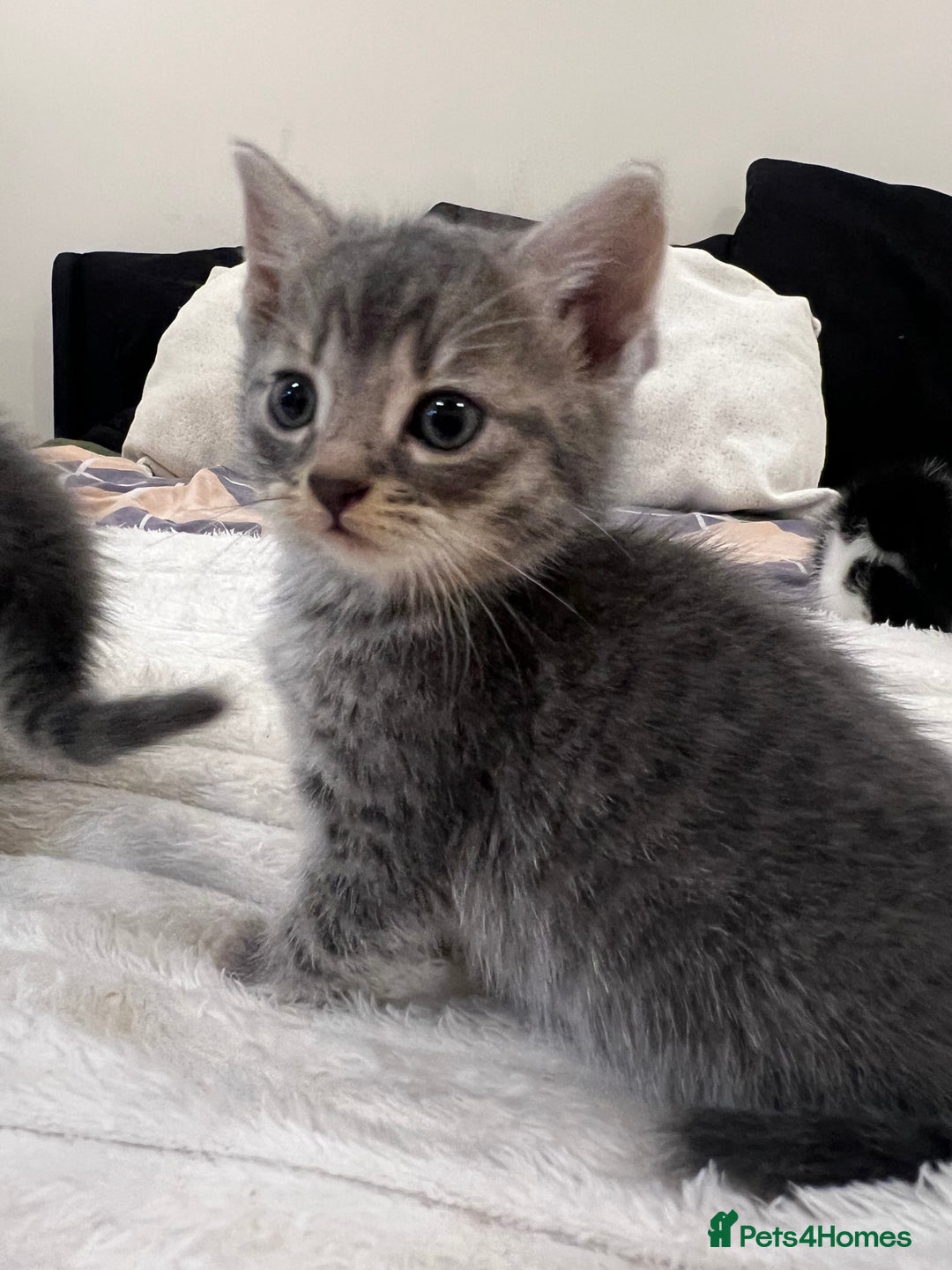 Mixed Breed cats for sale: Six adorable mixed silver striped bengal kittens  - Image 1