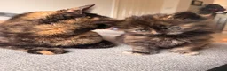 British Shorthair cats for sale: Beautiful BSH X Maine coon babies - Advert 9