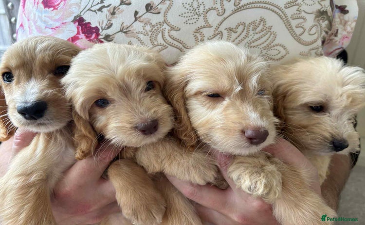 Cockapoo dogs - Advert 1