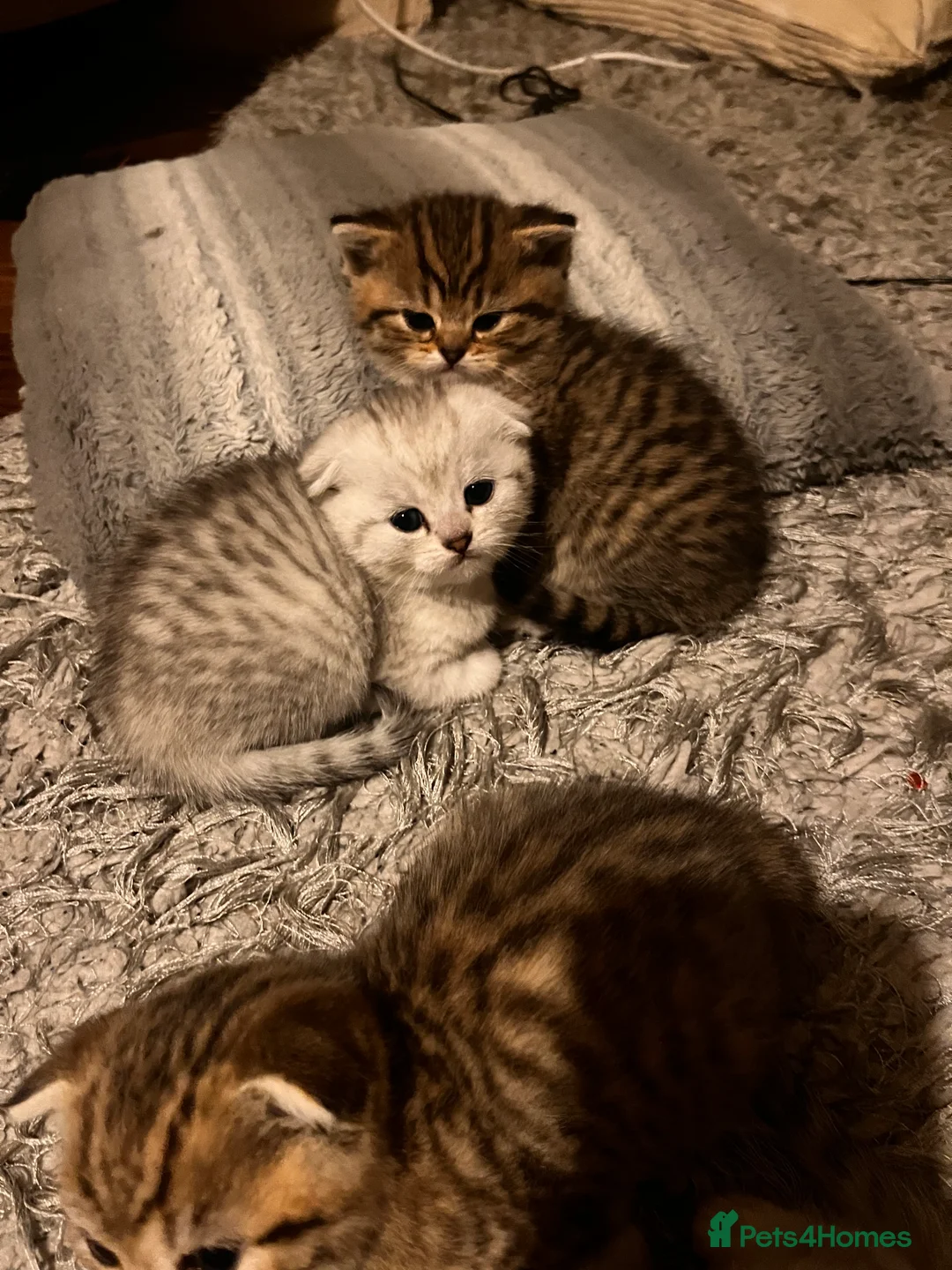 Scottish Fold cats for sale: Scottish fold kittens - Advert 7
