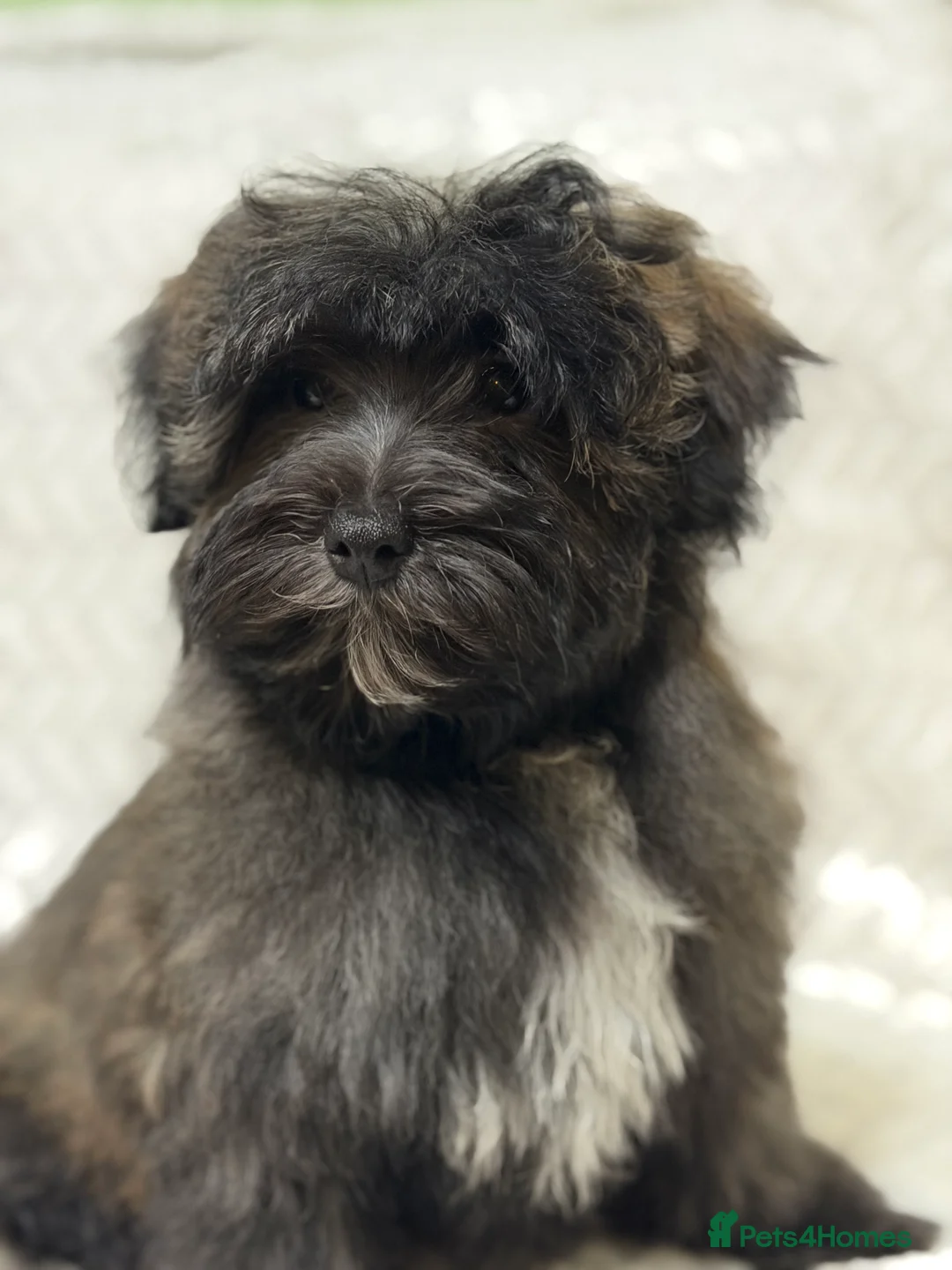 Mixed Breed dogs for sale: 🐾🐾 F1 Bb Maltipoo Puppies Boys and Girls 🐾🐾 - Advert 5