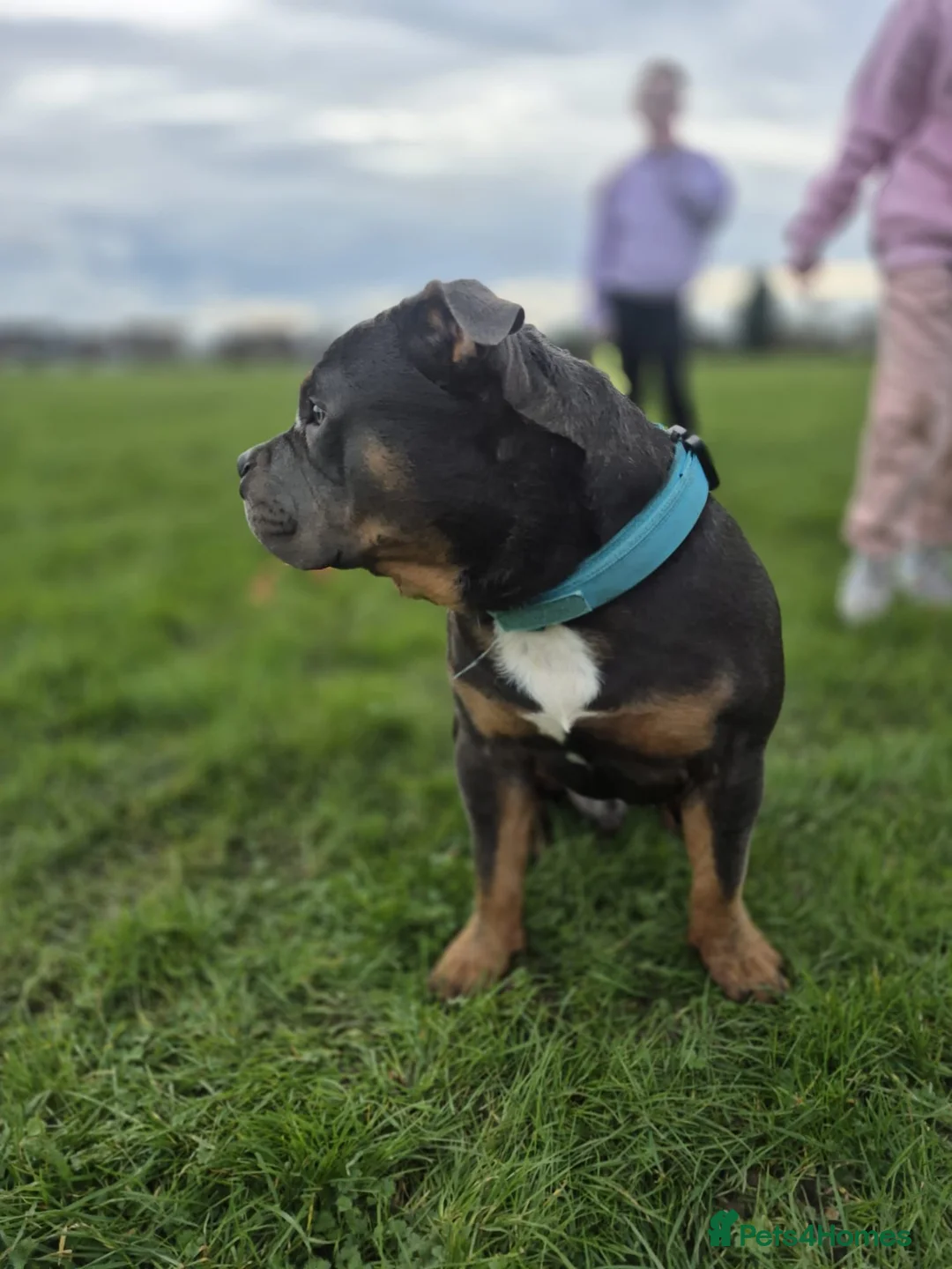 American Bully dogs for sale: Pocket bully  in Loughborough - Advert 2
