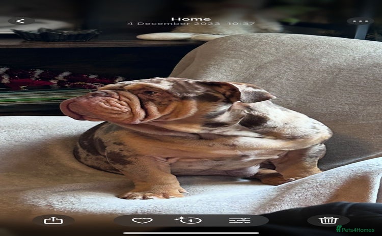 English Bulldog dogs - Advert 3