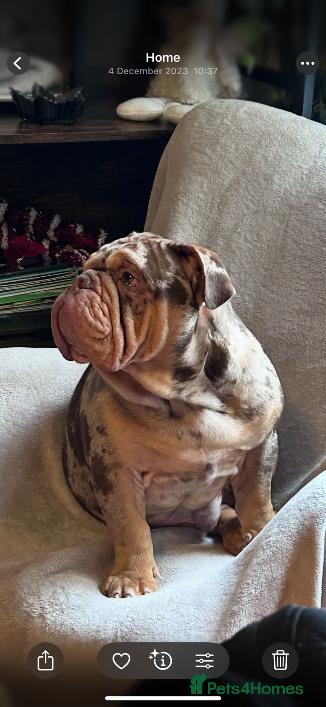 English Bulldog dogs for stud: Chocolate Merle Male English Bulldog - Image 1