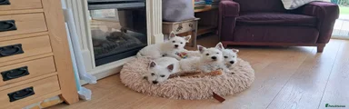 Found furever home Puppy 1