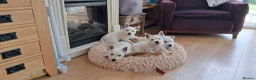 West Highland Terrier dogs for sale: West highland white terrier  - Advert 34