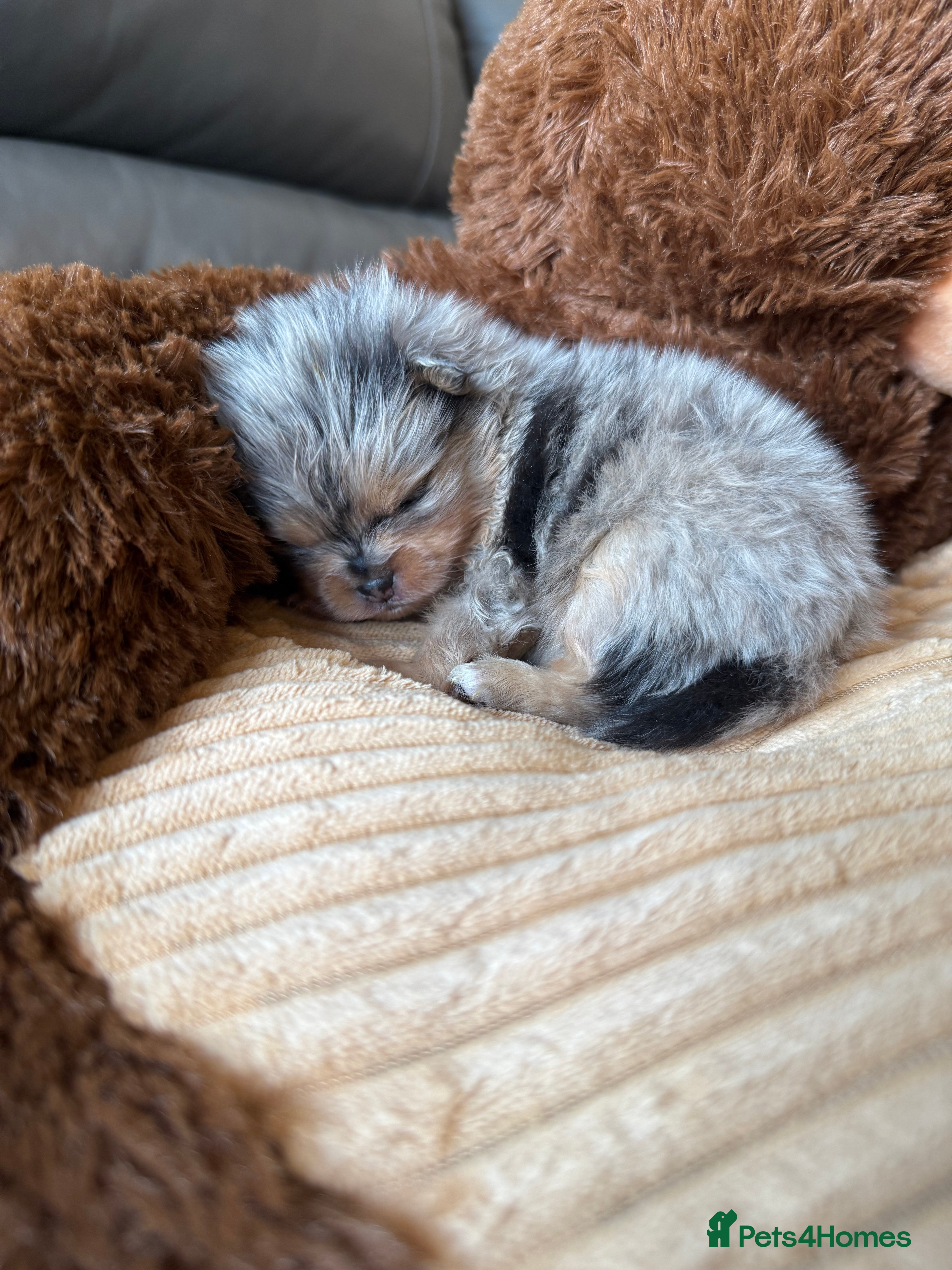 Pomeranian dogs Rare Beautiful Merle Pomeranians 💎 - Advert 3