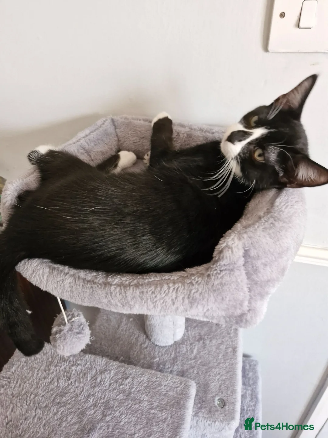 Mixed Breed cats for sale: Male kitten  - Advert 2