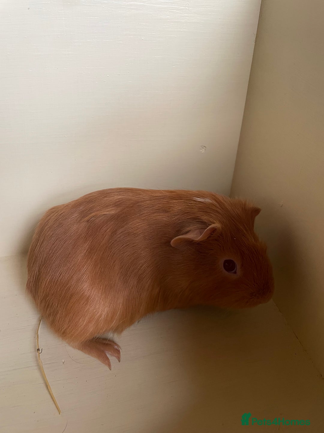 Guinea Pig rodents for sale: Baby Guinea Pigs.  - Advert 4