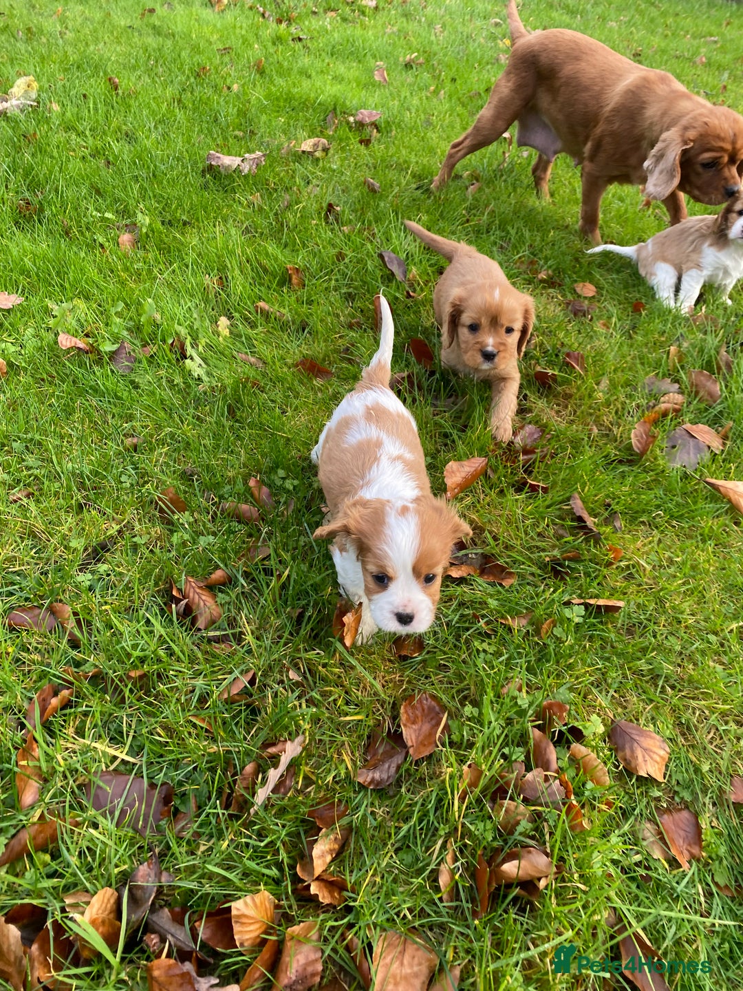 Cavalier King Charles Spaniel dogs for sale: 🐶🐶 Beautiful Cavalier King Charles Spaniel pupps - Advert 8