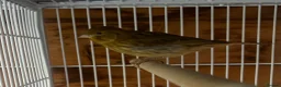 Canaries birds for sale: Green Fife Canary  - Advert 2