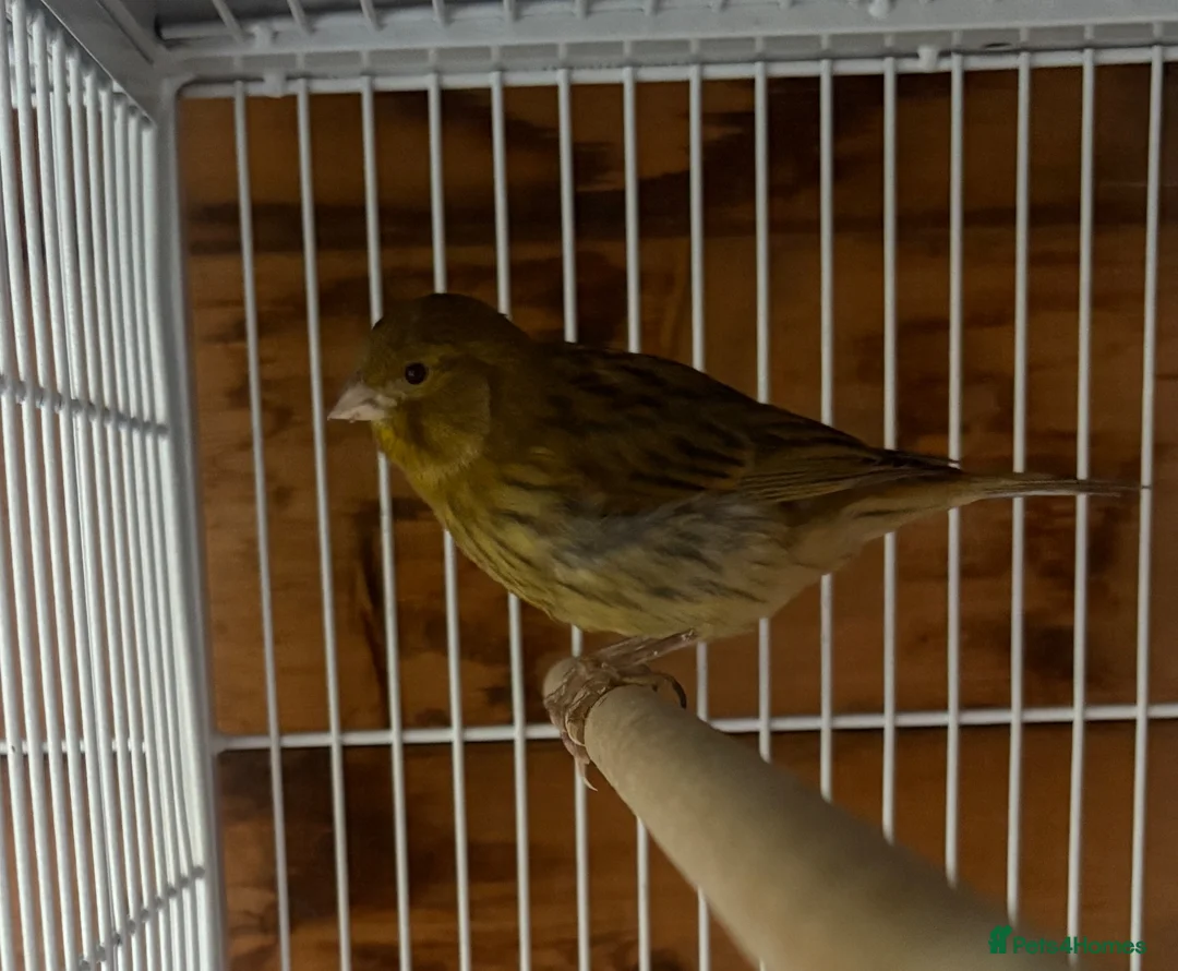 Canaries birds for sale: Green Fife Canary  - Advert 2