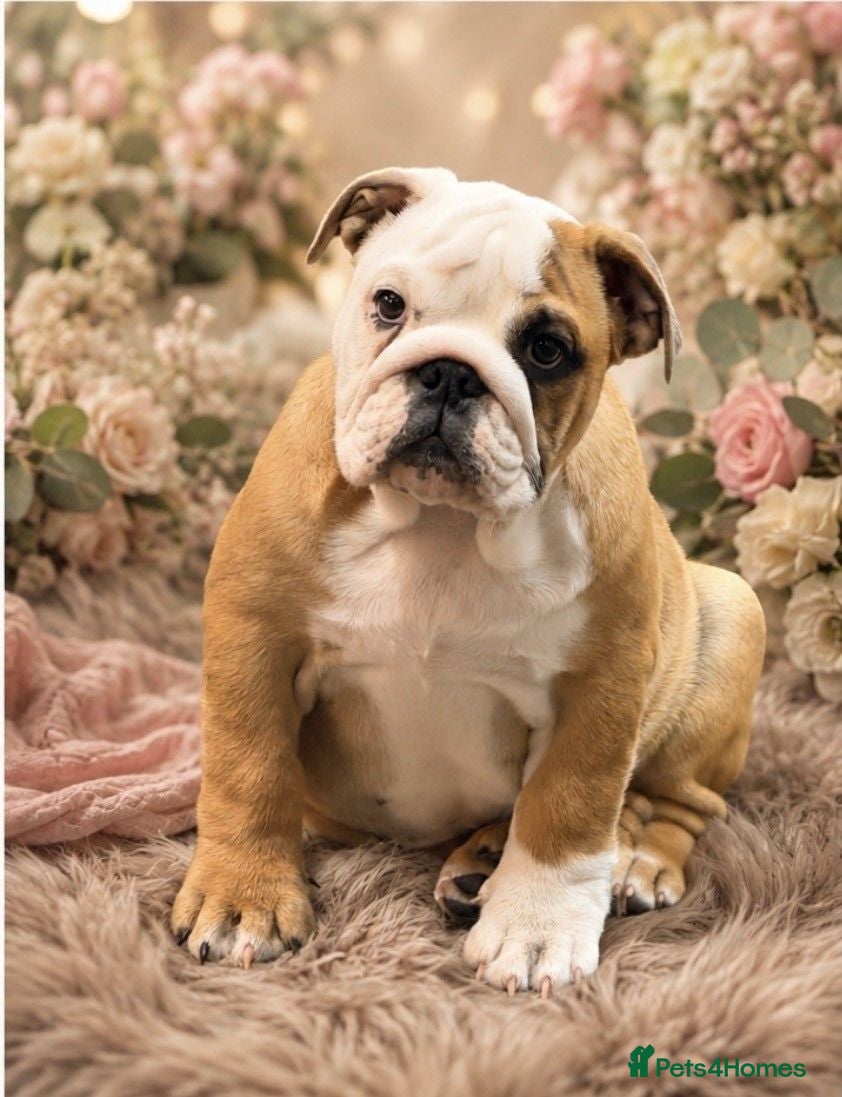 English Bulldog dogs LAST GIRL LEFT! KC Bulldog Puppy CHAMPION LINES - Advert 1
